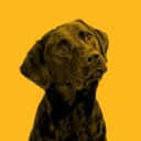 Frank. Pet Surgeons, Leeds